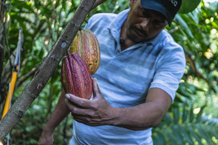 hand brew cacao . EL SALVADOR . la paz