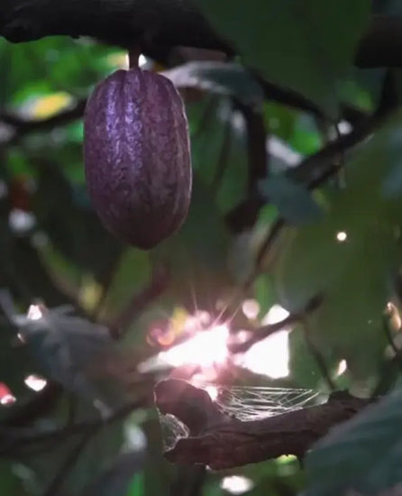 cacao pod purple