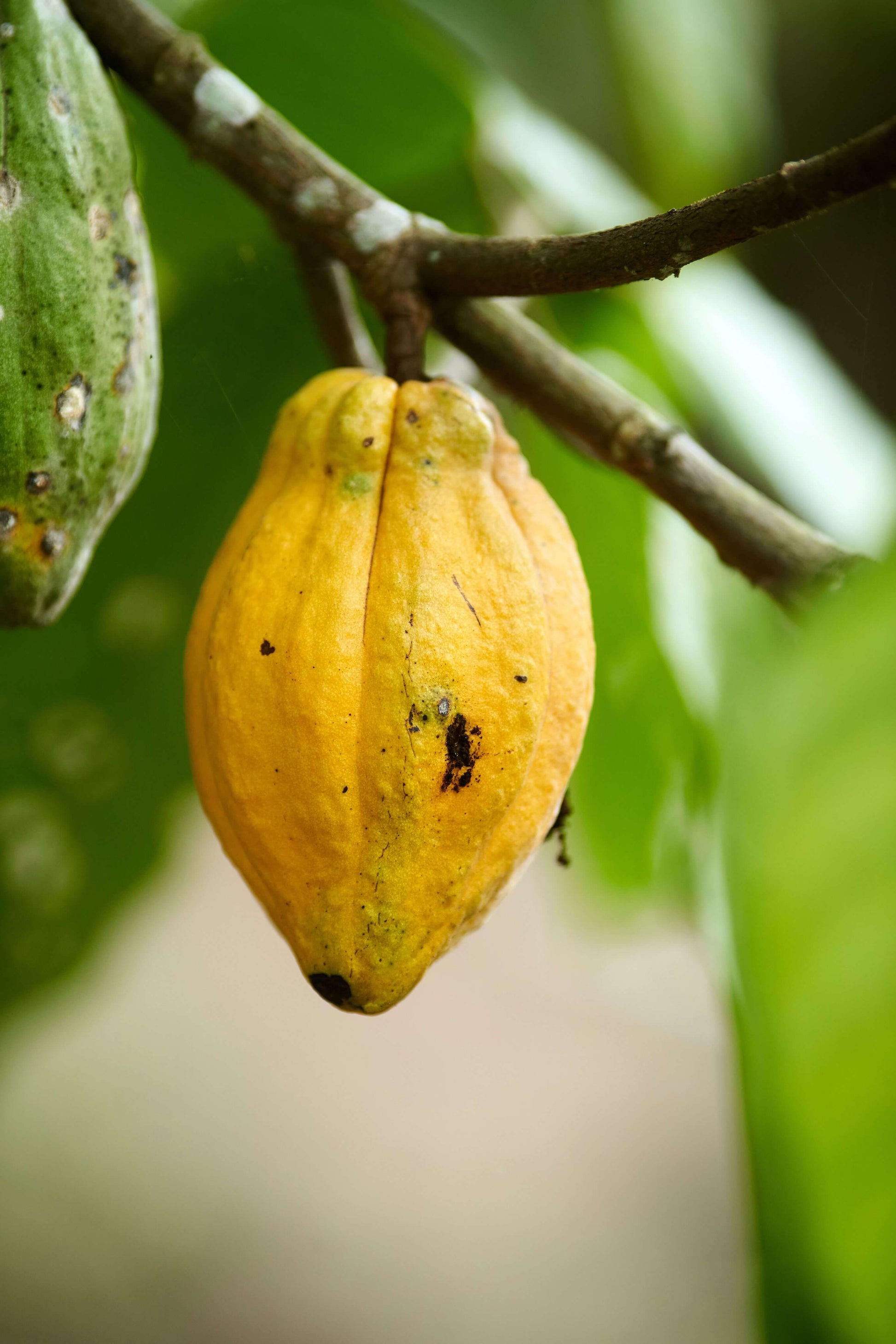 Cacao pod yellow